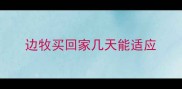 边牧买回家几天能适应