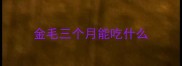 金毛三个月能吃什么