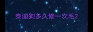 泰迪狗多久修一次毛