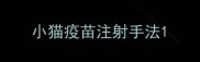 小猫疫苗注射手法