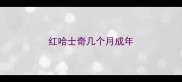 红哈士奇几个月成年