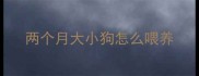 两个月大小狗怎么喂养