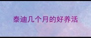 泰迪几个月的好养活