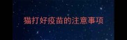 猫打好疫苗的注意事项