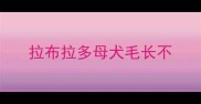 拉布拉多母犬毛长不