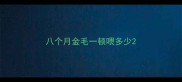 八个月金毛一顿喂多少