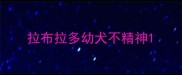 拉布拉多幼犬不精神