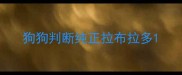 狗狗判断纯正拉布拉多