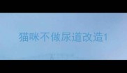 猫咪不做尿道改造