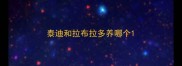 泰迪和拉布拉多养哪个