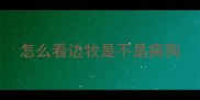 怎么看边牧是不是病狗
