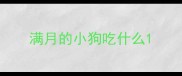 满月的小狗吃什么