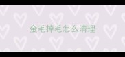 金毛掉毛怎么清理