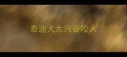 泰迪犬太兴奋咬人