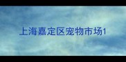 上海嘉定区宠物市场