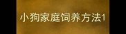 小狗家庭饲养方法