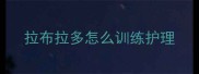 拉布拉多怎么训练护理