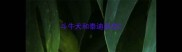 斗牛犬和泰迪杂交