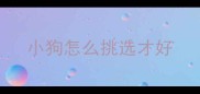 小狗怎么挑选才好