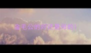 金毛公的好还是母的