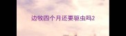 边牧四个月还要驱虫吗