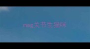 mag关节生猫咪