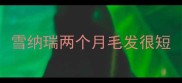 雪纳瑞两个月毛发很短