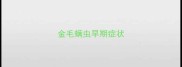 金毛螨虫早期症状