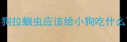 小狗拉蛔虫应该给小狗吃什么药