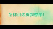 怎样训练狗狗憋尿