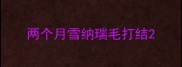两个月雪纳瑞毛打结