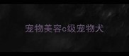 宠物美容c级宠物犬
