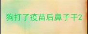 狗打了疫苗后鼻子干