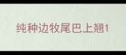 纯种边牧尾巴上翘