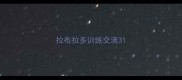 拉布拉多训练交流3