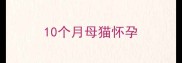 10个月母猫怀孕