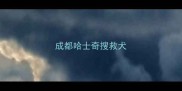 成都哈士奇搜救犬
