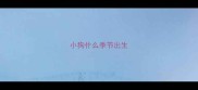 小狗什么季节出生
