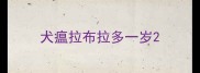 犬瘟拉布拉多一岁