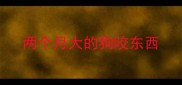 两个月大的狗咬东西