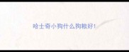 哈士奇小狗什么狗粮好
