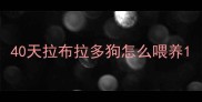 40天拉布拉多狗怎么喂养