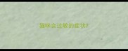 猫咪会过敏的症状