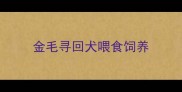 金毛寻回犬喂食饲养