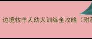 两个月边牧能训练吗边境牧羊犬幼犬训练全攻略附科学方法与注意事项