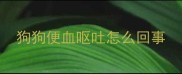 狗狗便血呕吐怎么回事