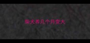 柴犬养几个月变大