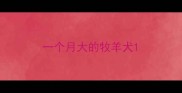 一个月大的牧羊犬