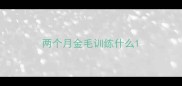 两个月金毛训练什么