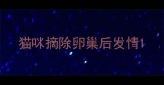猫咪摘除卵巢后发情